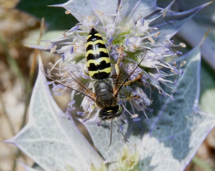 Bembix oculata M e F (Crabronidae)